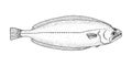 Greenland halibut. Hand drawn realistic vector  illustration. Royalty Free Stock Photo